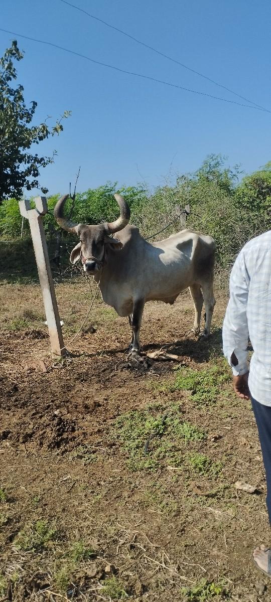 થંબનેલ 2