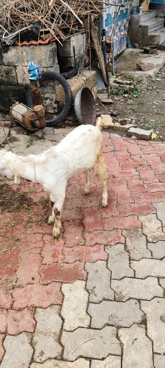 બકરી વેચવાની છે