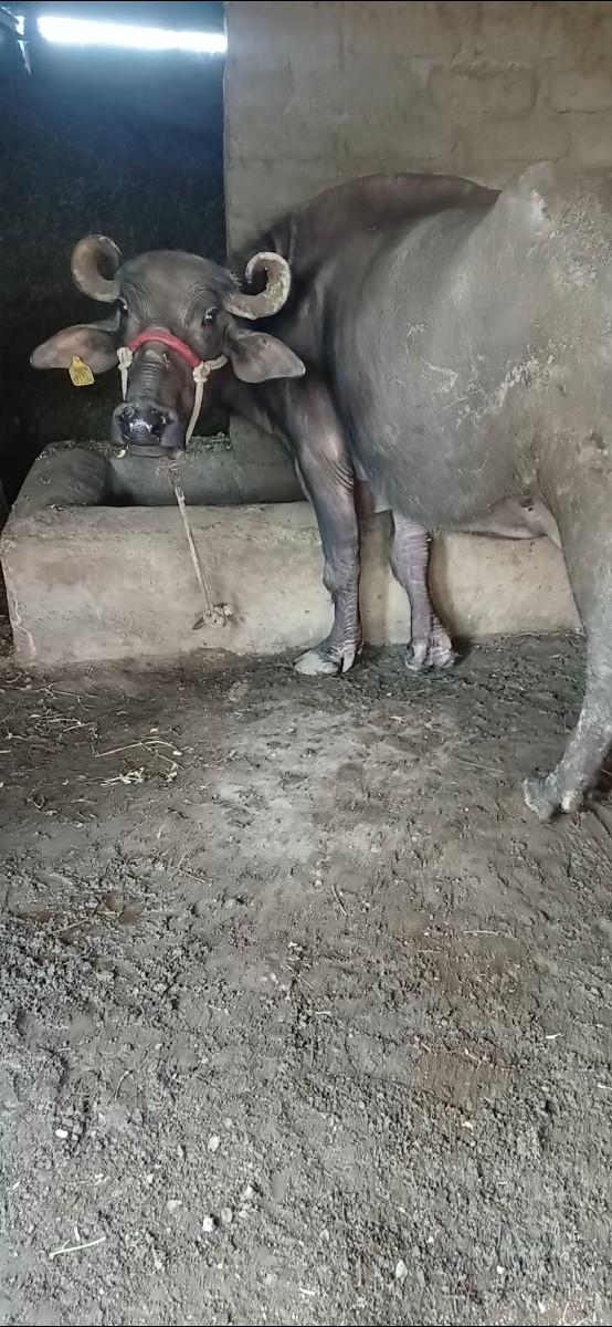 ભેંસ વેચવાની છે