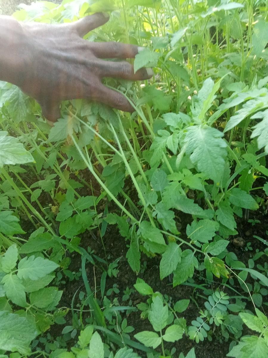 રોપ વેસવો સે