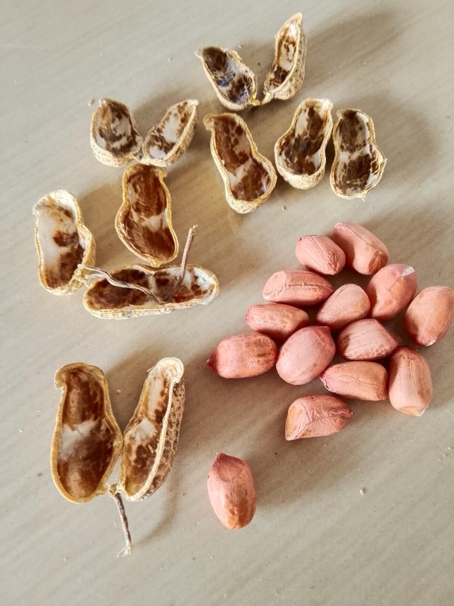 જી 20 સ.   માડવિ