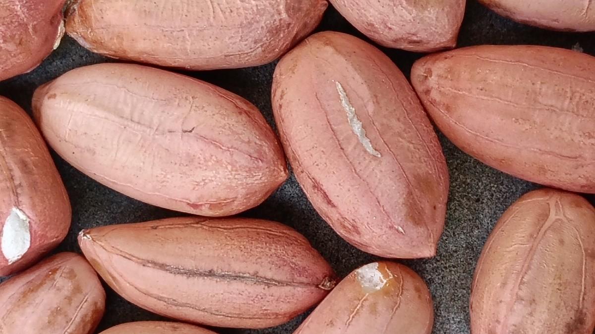 39 નંબર મગફળી