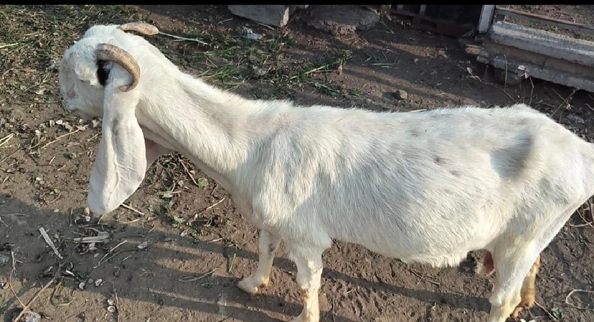 થંબનેલ 2