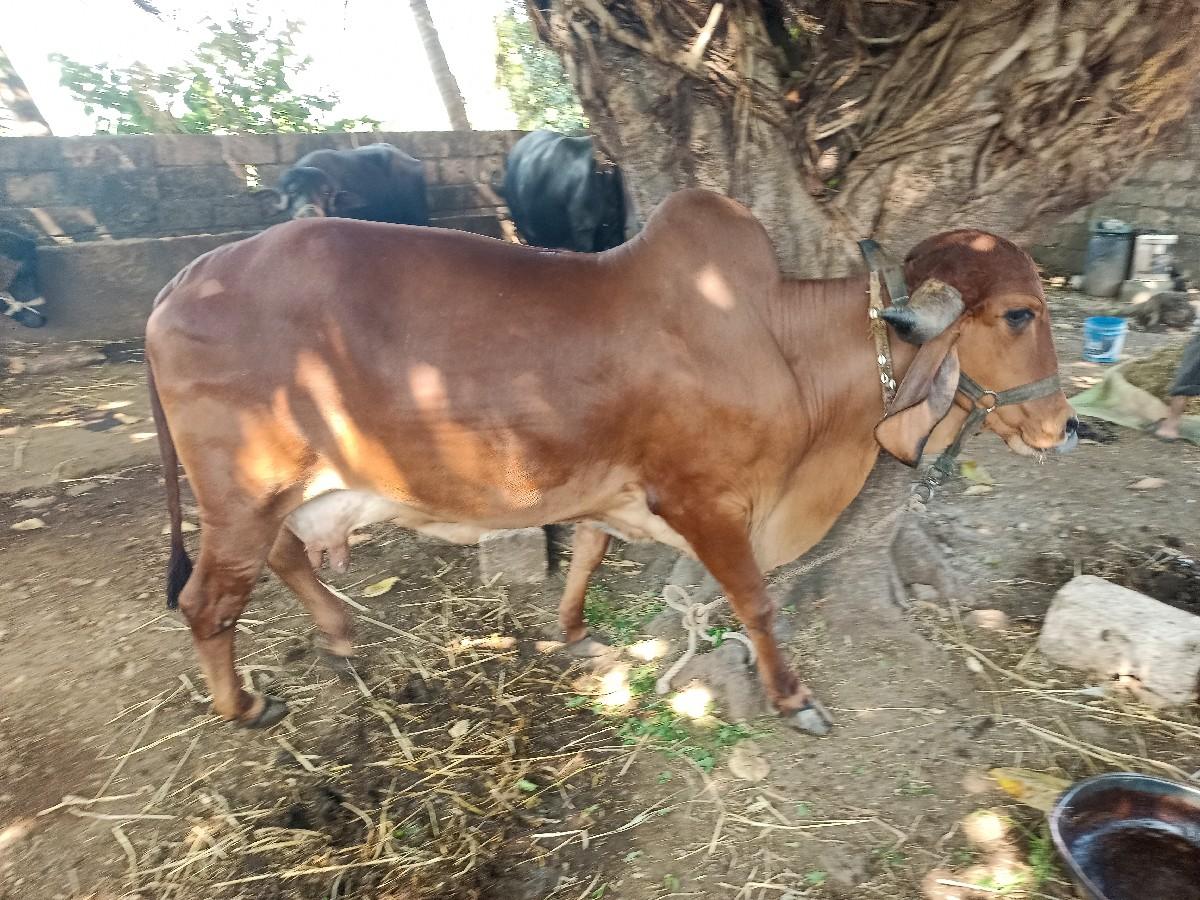 થંબનેલ 3