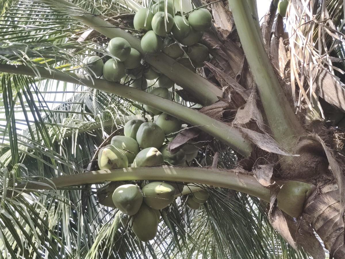 લીલા નાળિયેર વેચવાના છે