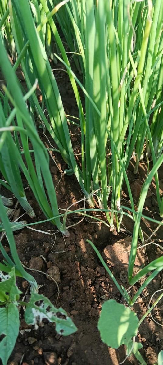 પીરી પતી રોપ