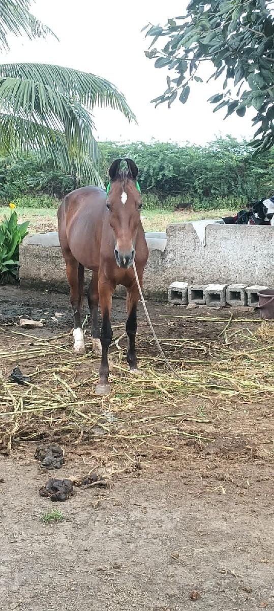 થંબનેલ 3