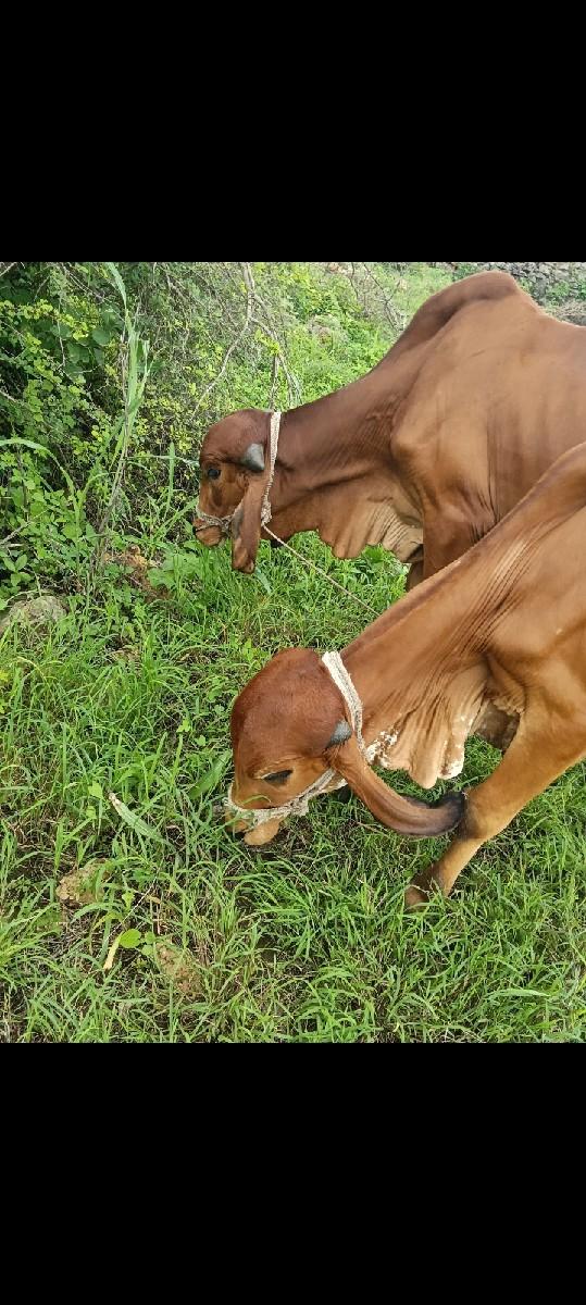 થંબનેલ 3