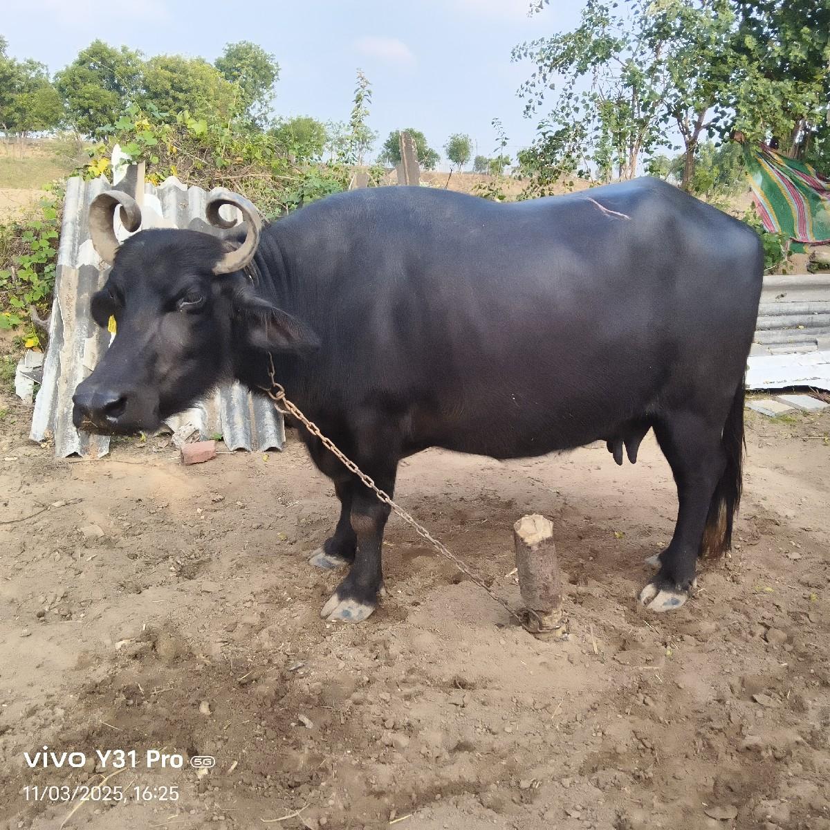 થંબનેલ 2