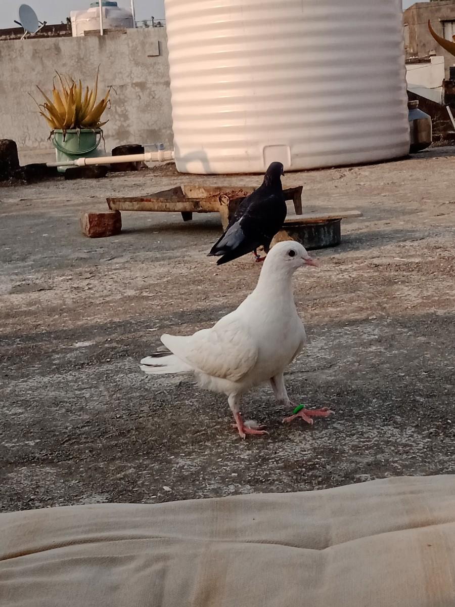 थंबनेल 3