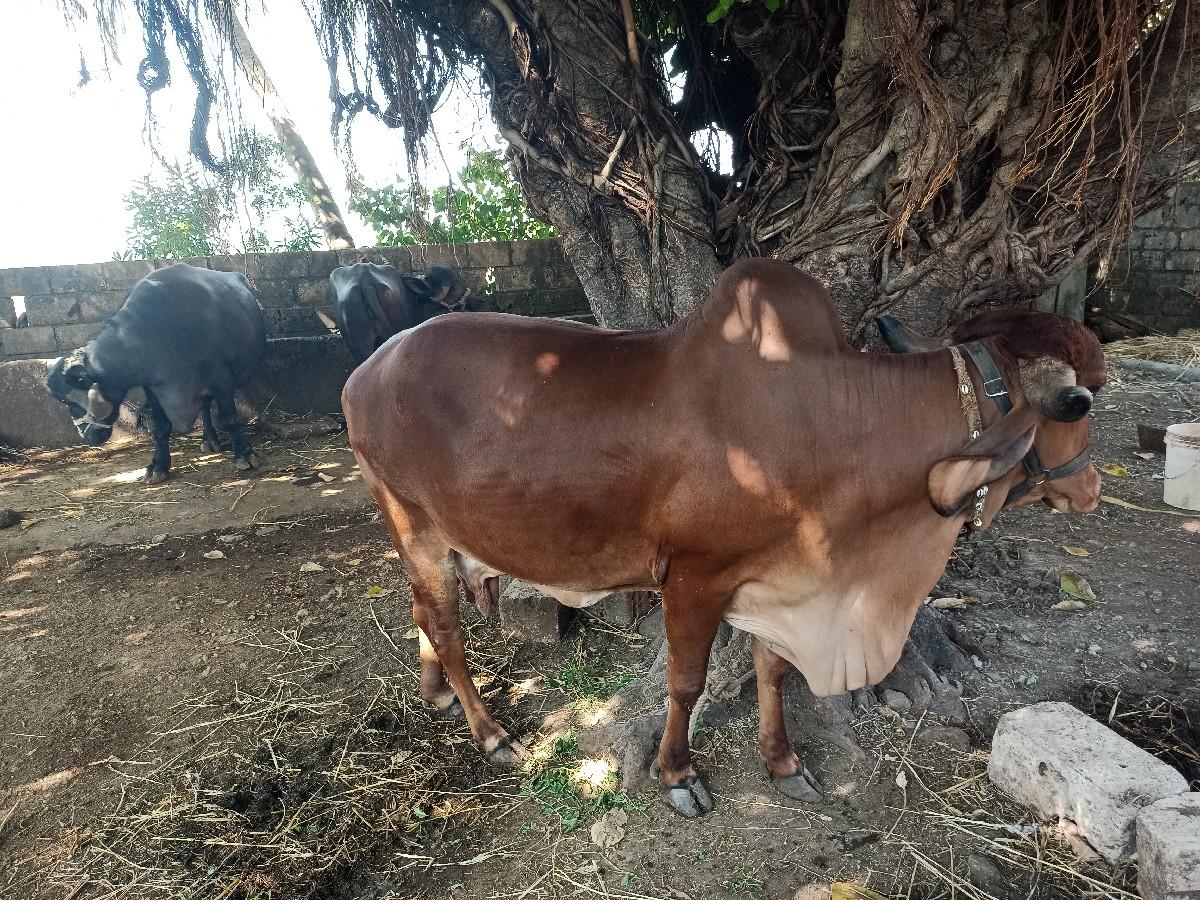 થંબનેલ 2