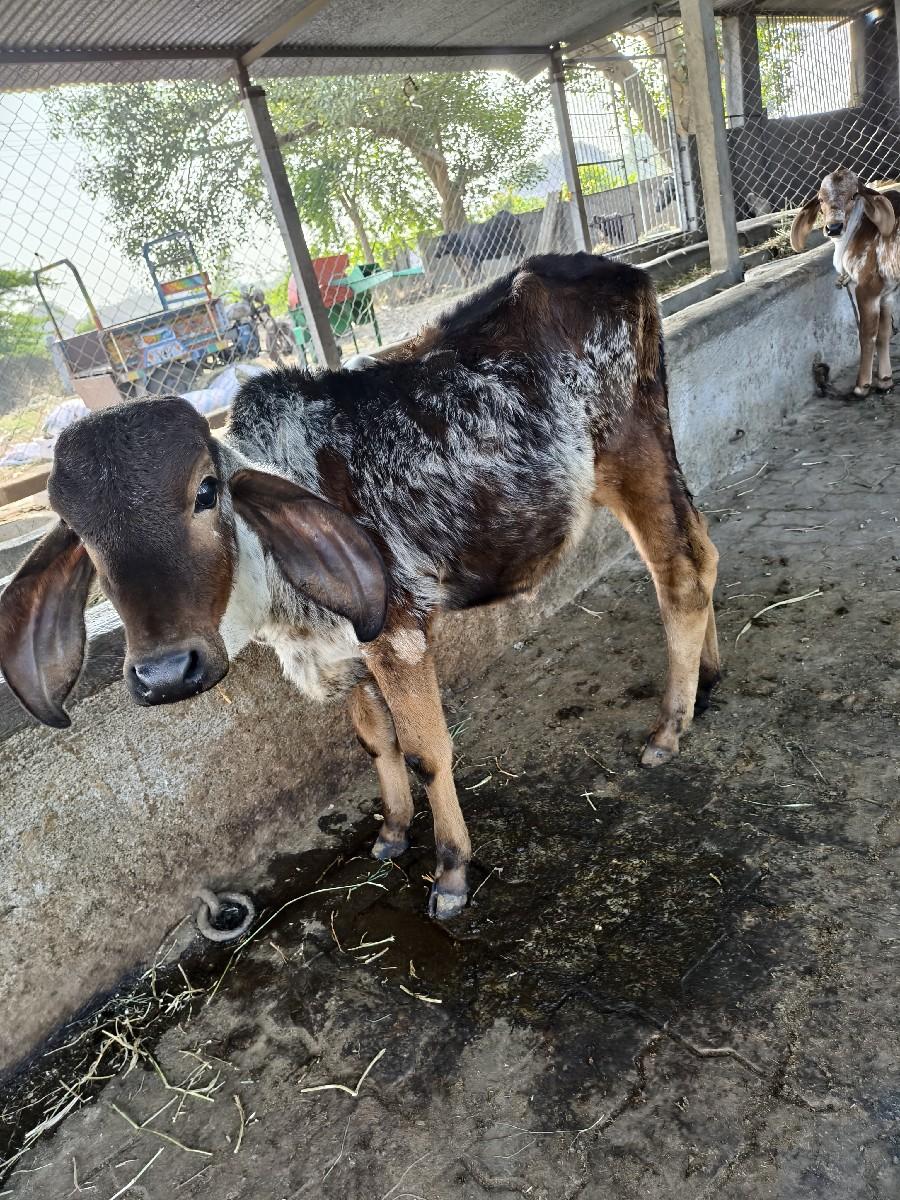 દેવાની સે