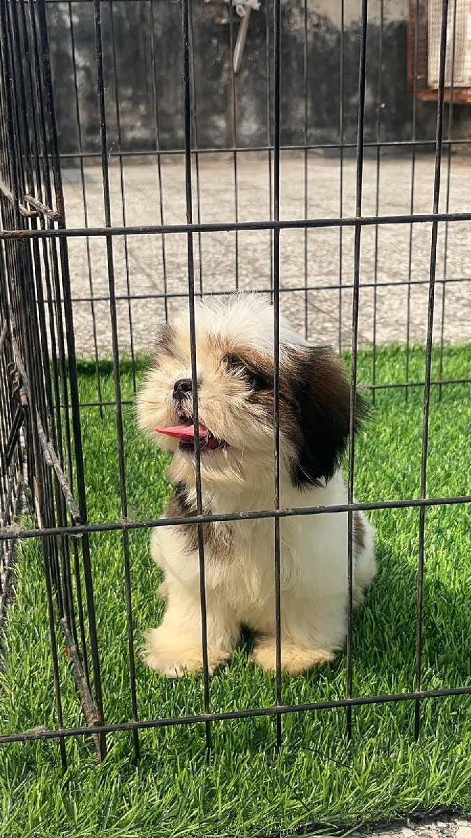 થંબનેલ 3