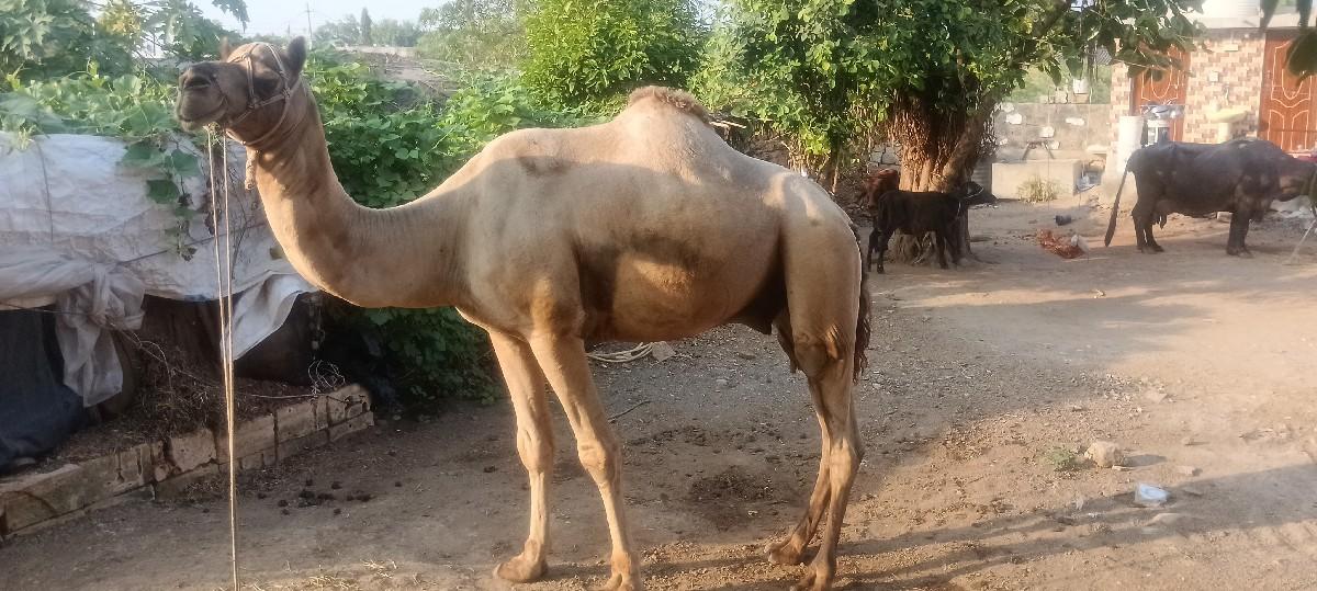 થંબનેલ 3