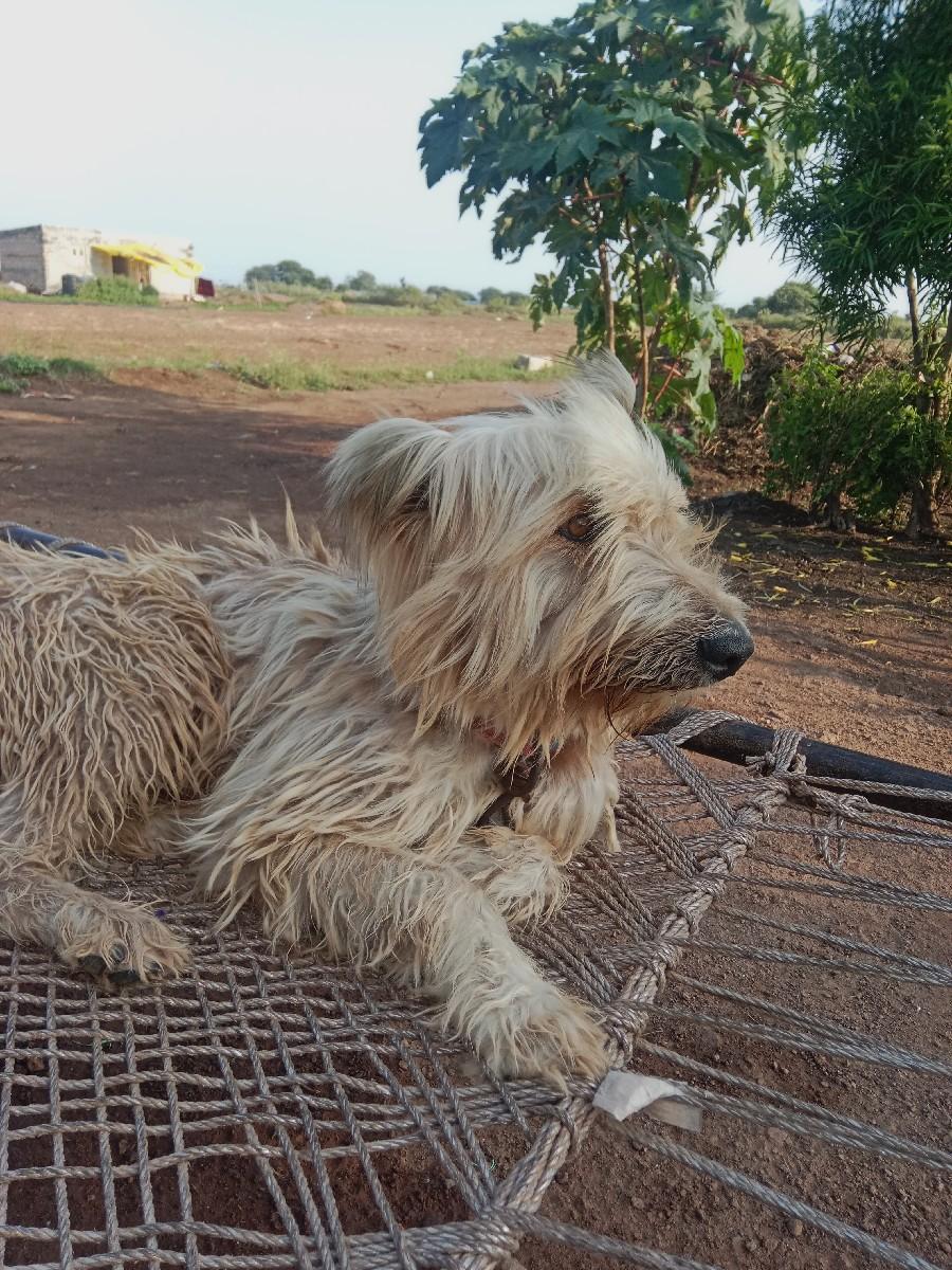 મેલ ડોગ વેચવાનુ છે