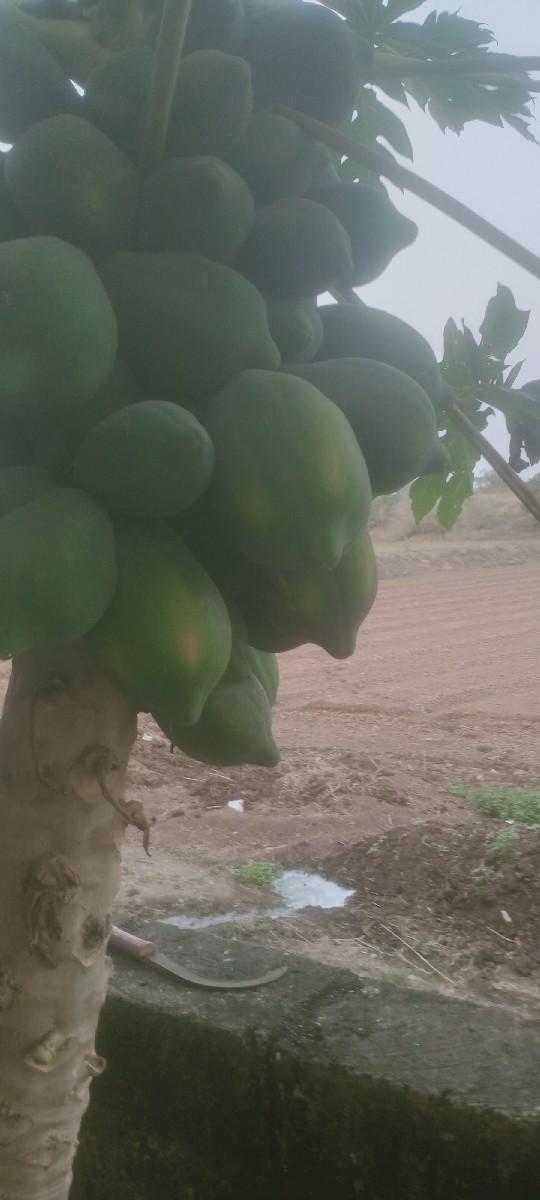 વેચવાનું છે