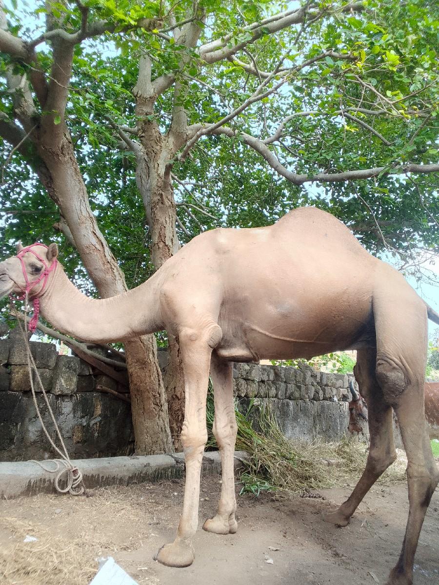 થંબનેલ 2