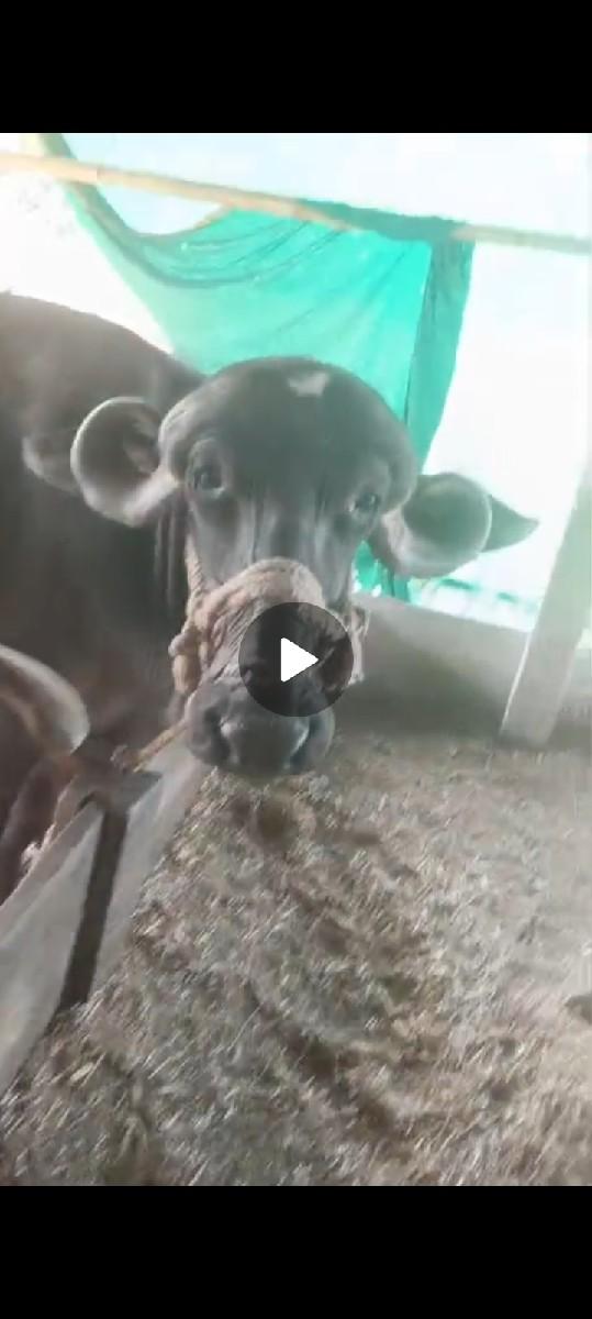 થંબનેલ 3