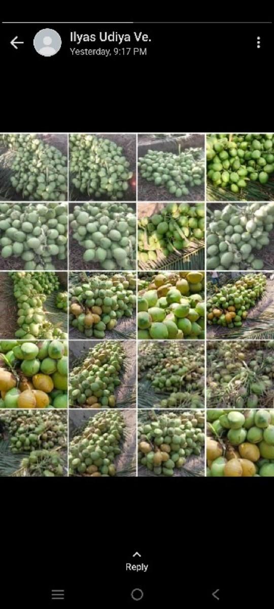 નારિયળ નો બગીચો