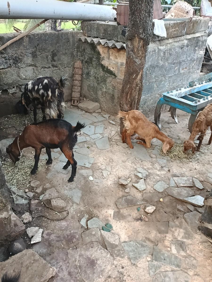 થંબનેલ 2