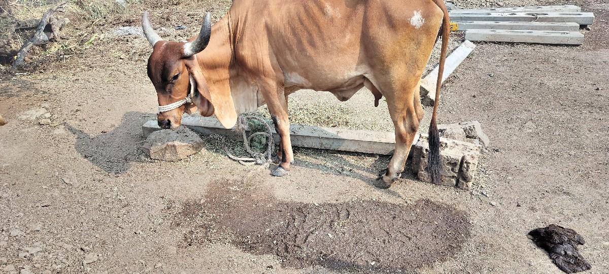 થંબનેલ 3