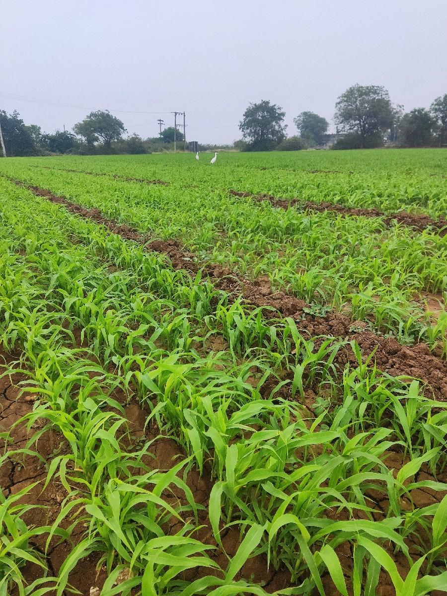 જમિન વેચવાની છે