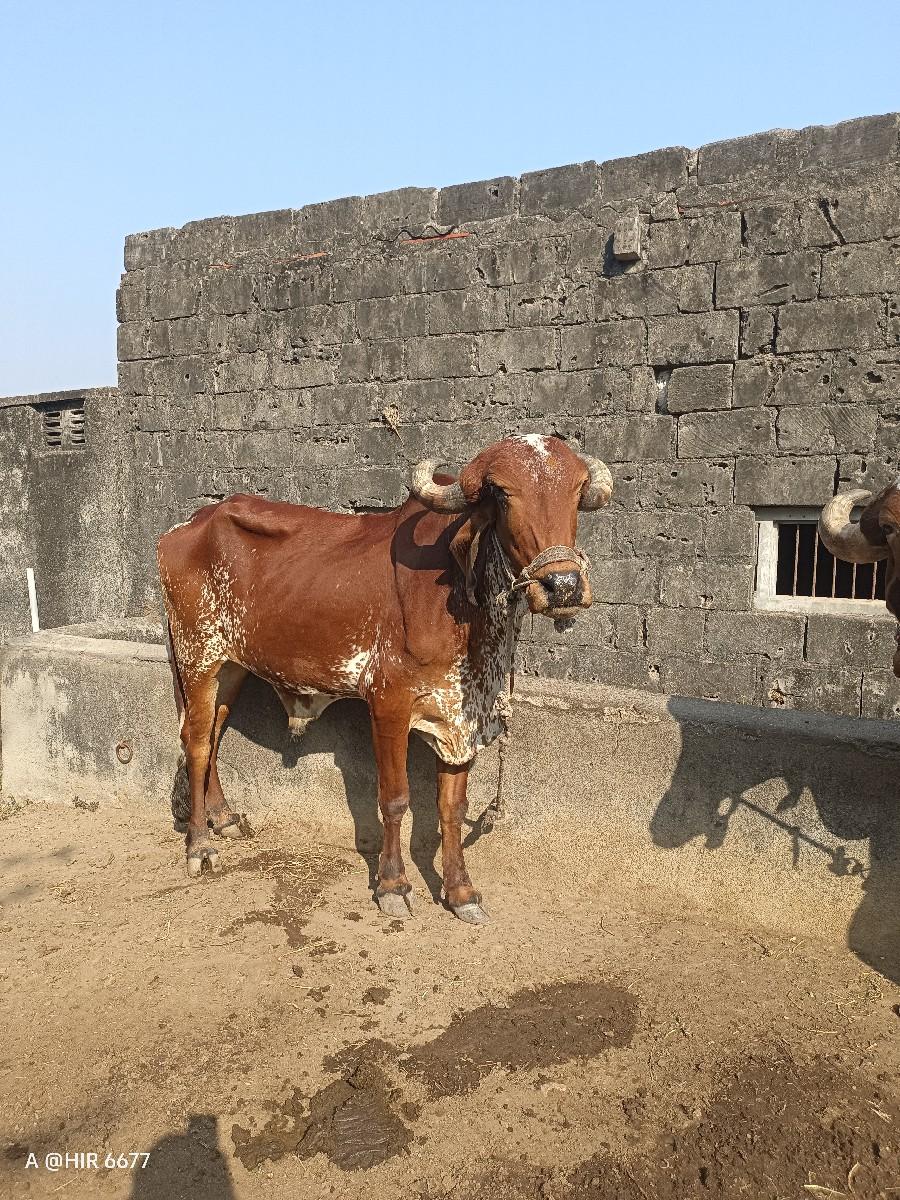 થંબનેલ 3