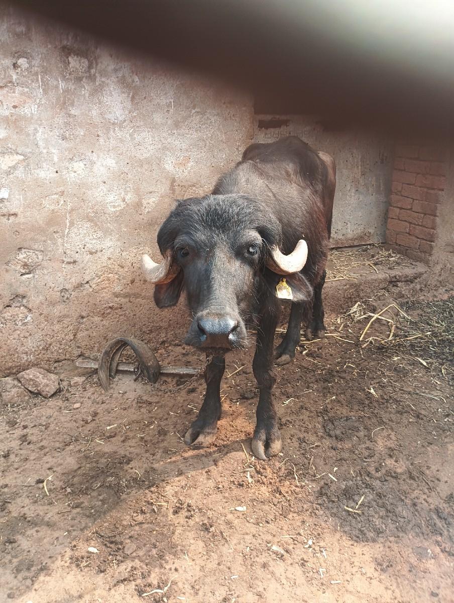 થંબનેલ 3