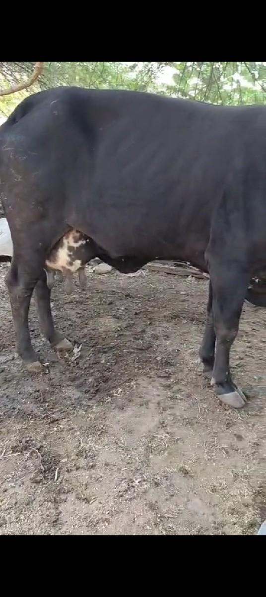 થંબનેલ 2