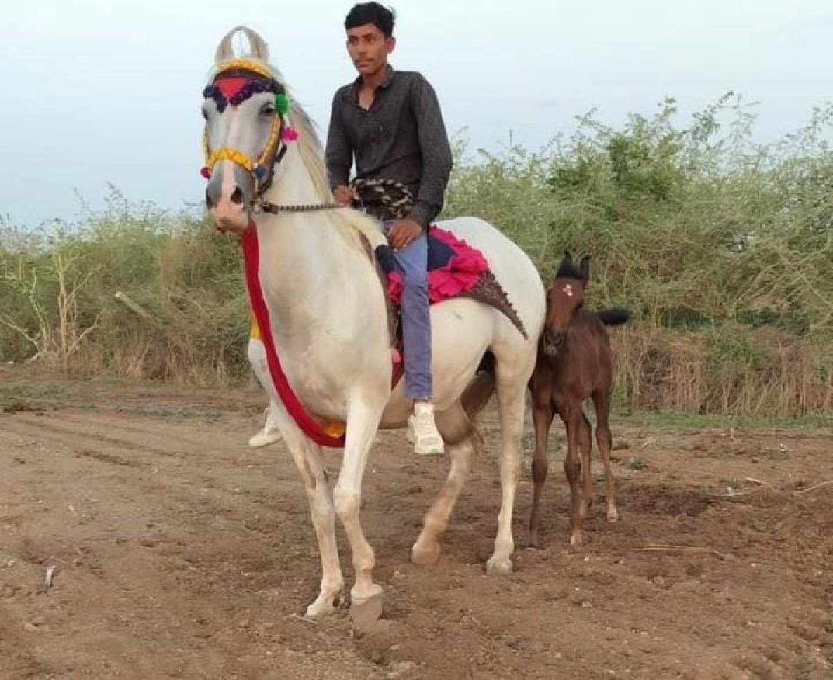 ઘોડી વેચવાની છે