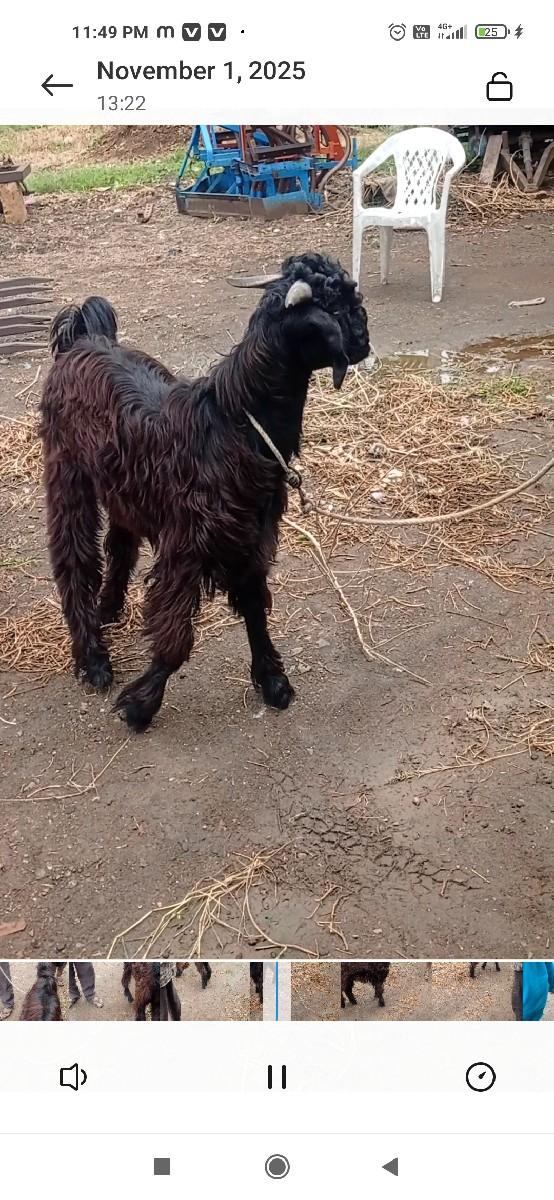 બકરો વેચવાનો છે