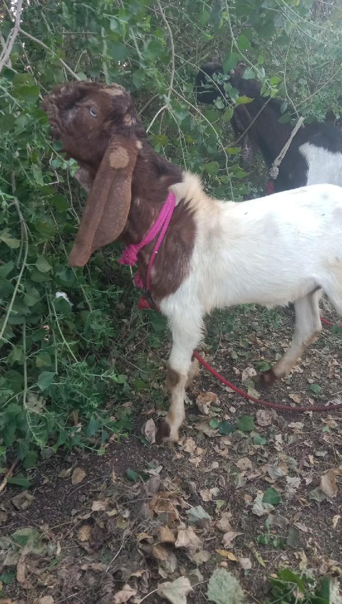 थंबनेल 2