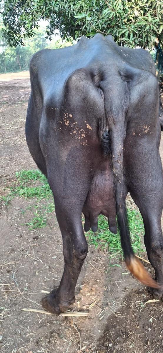 थंबनेल 2