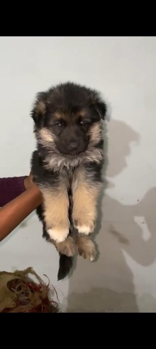 gsd mel che  top cole tii he