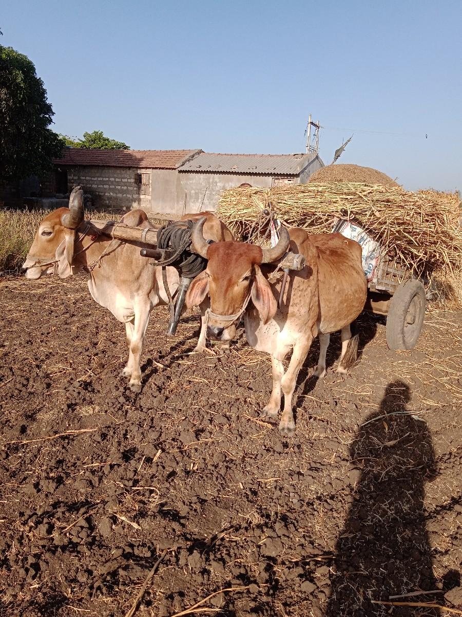 બળદ વેચવાના છે