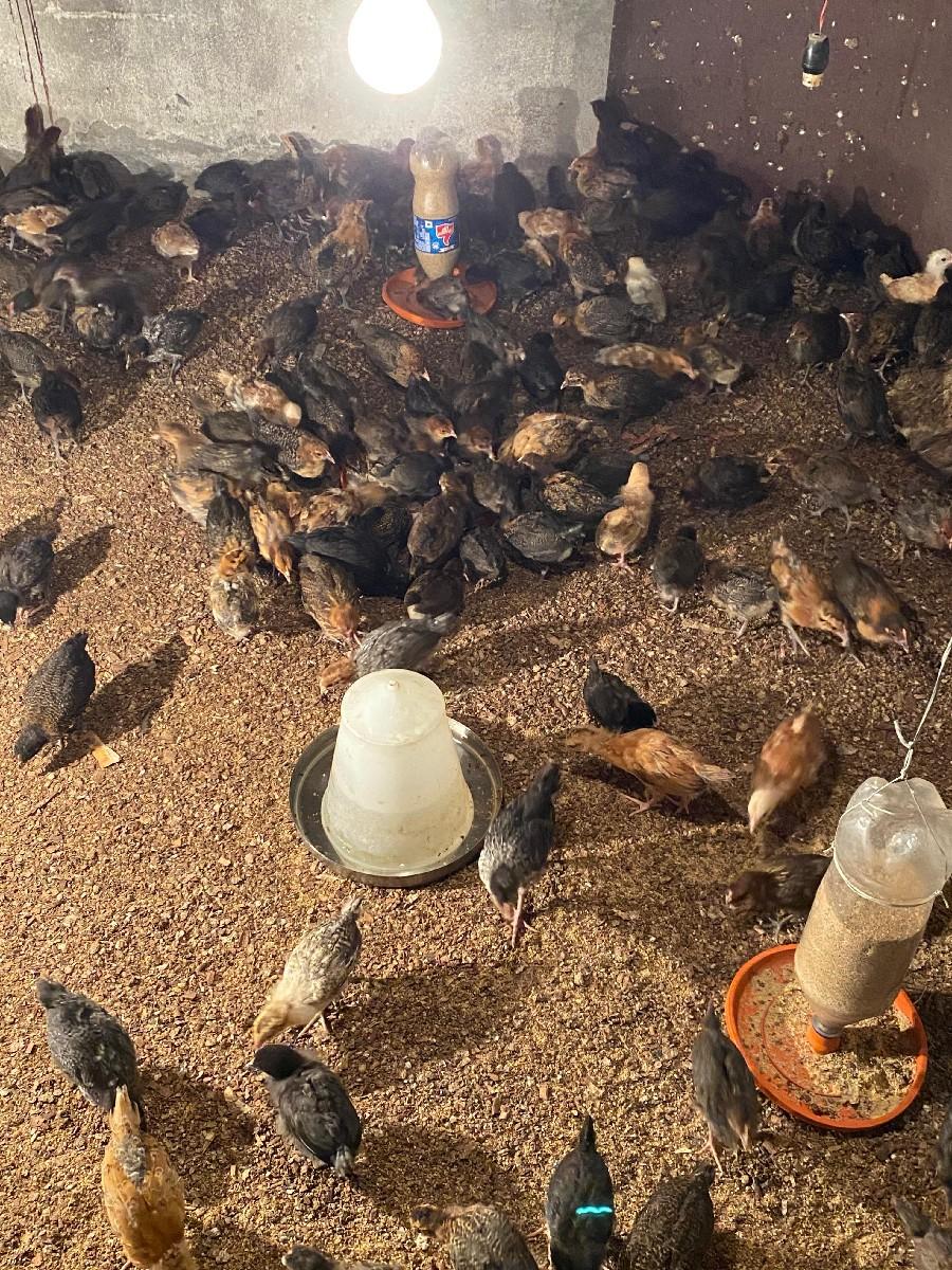 थंबनेल 3