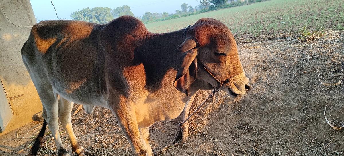 थंबनेल 2