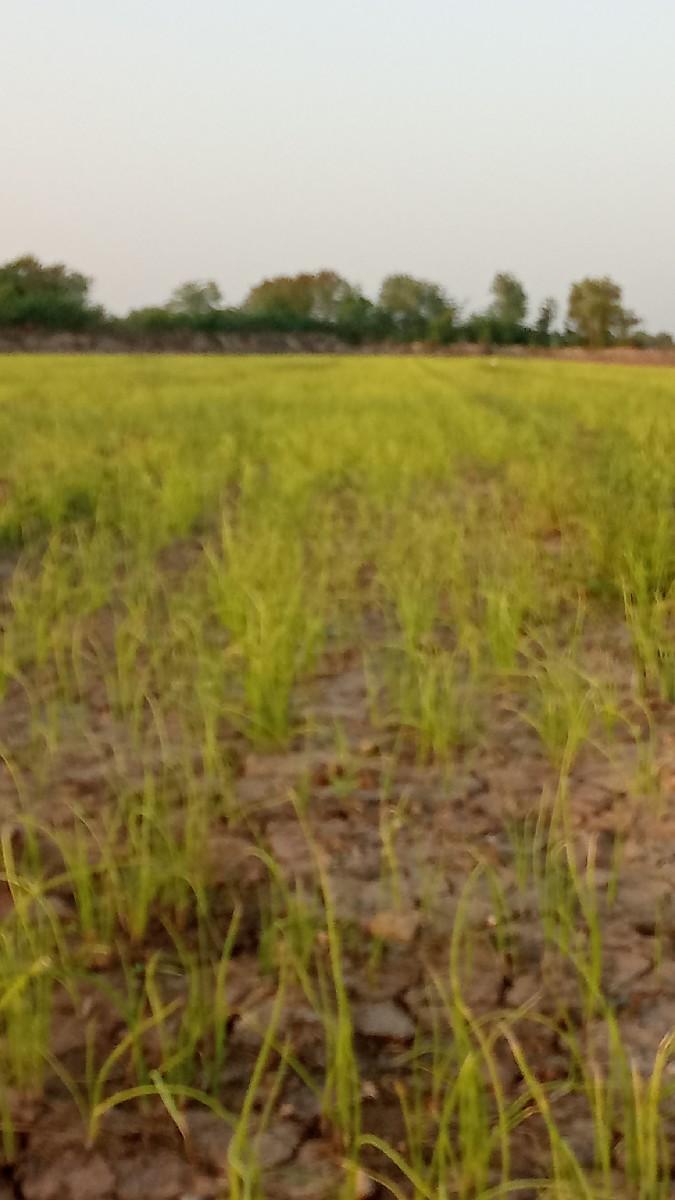 ડુંગળી નો રોપ પીળી પતિ