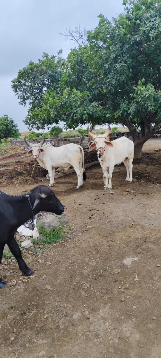 थंबनेल 2