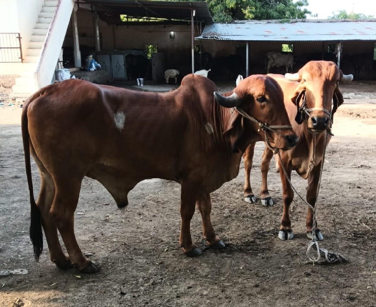 થંબનેલ 2