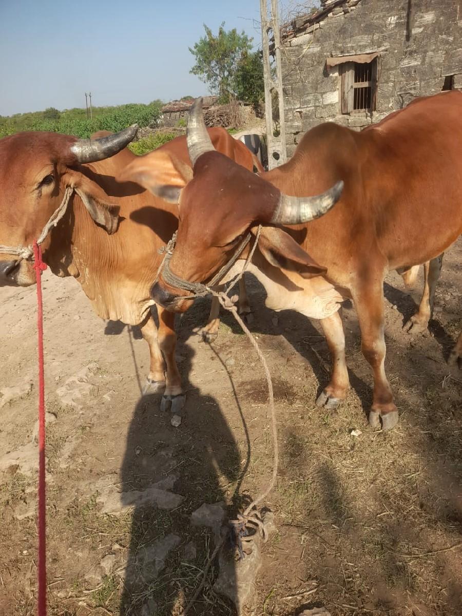 થંબનેલ 2