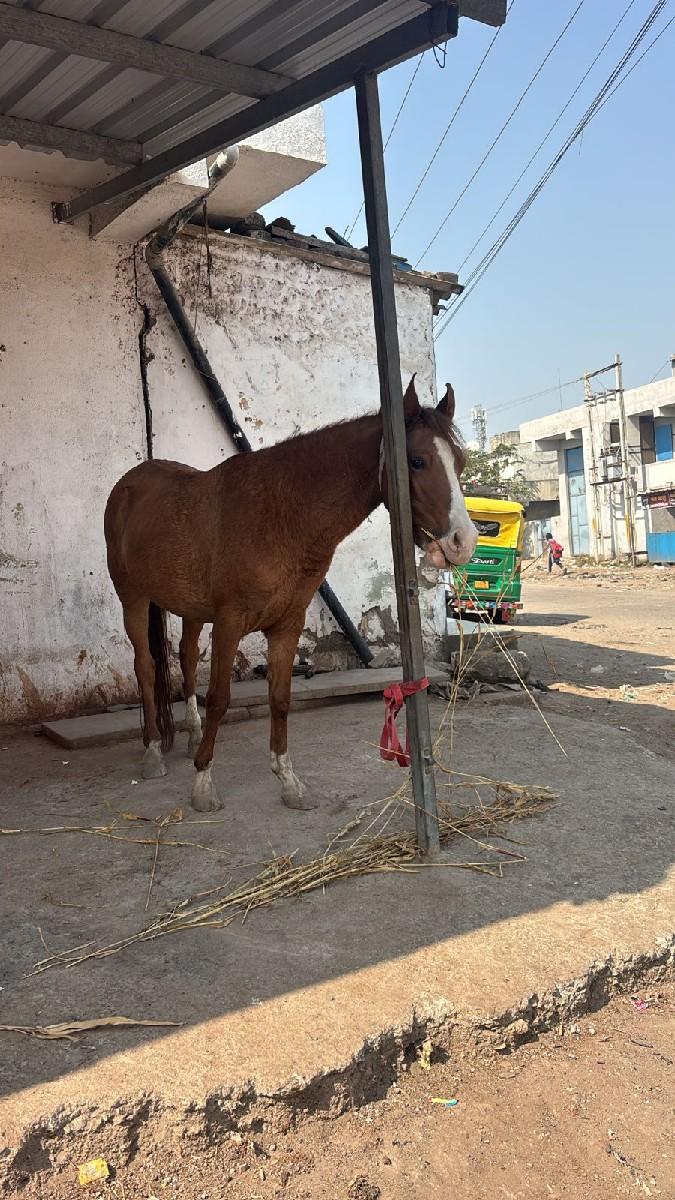 થંબનેલ 3