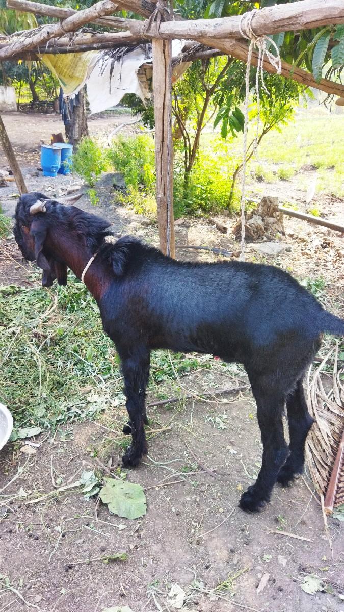 1 બકરો 𝟏𝟒 મહિના નો વેચવા નો છે