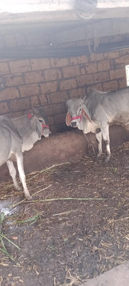 વેચવાના છે