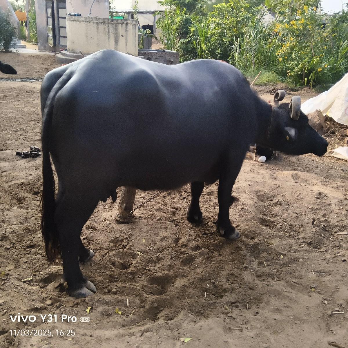 ભેંસ વેચવાની છે