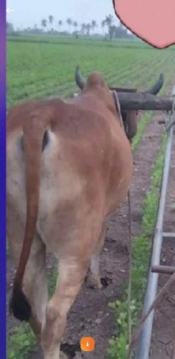 બળદ વેચવાનો છે