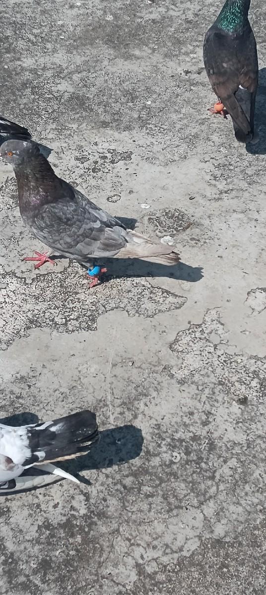 थंबनेल 2