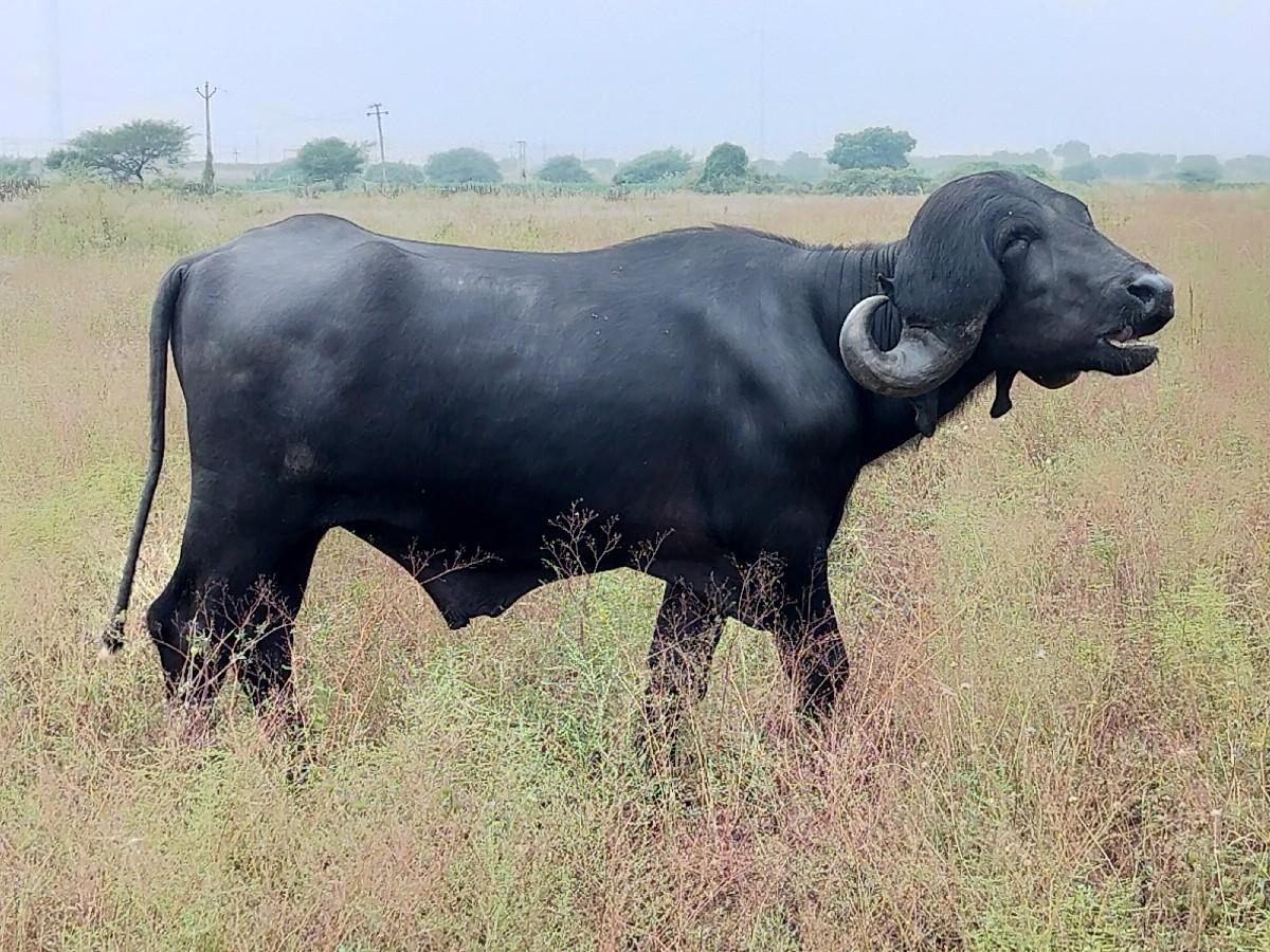 ઓરીજનલ જાફરાબાદી