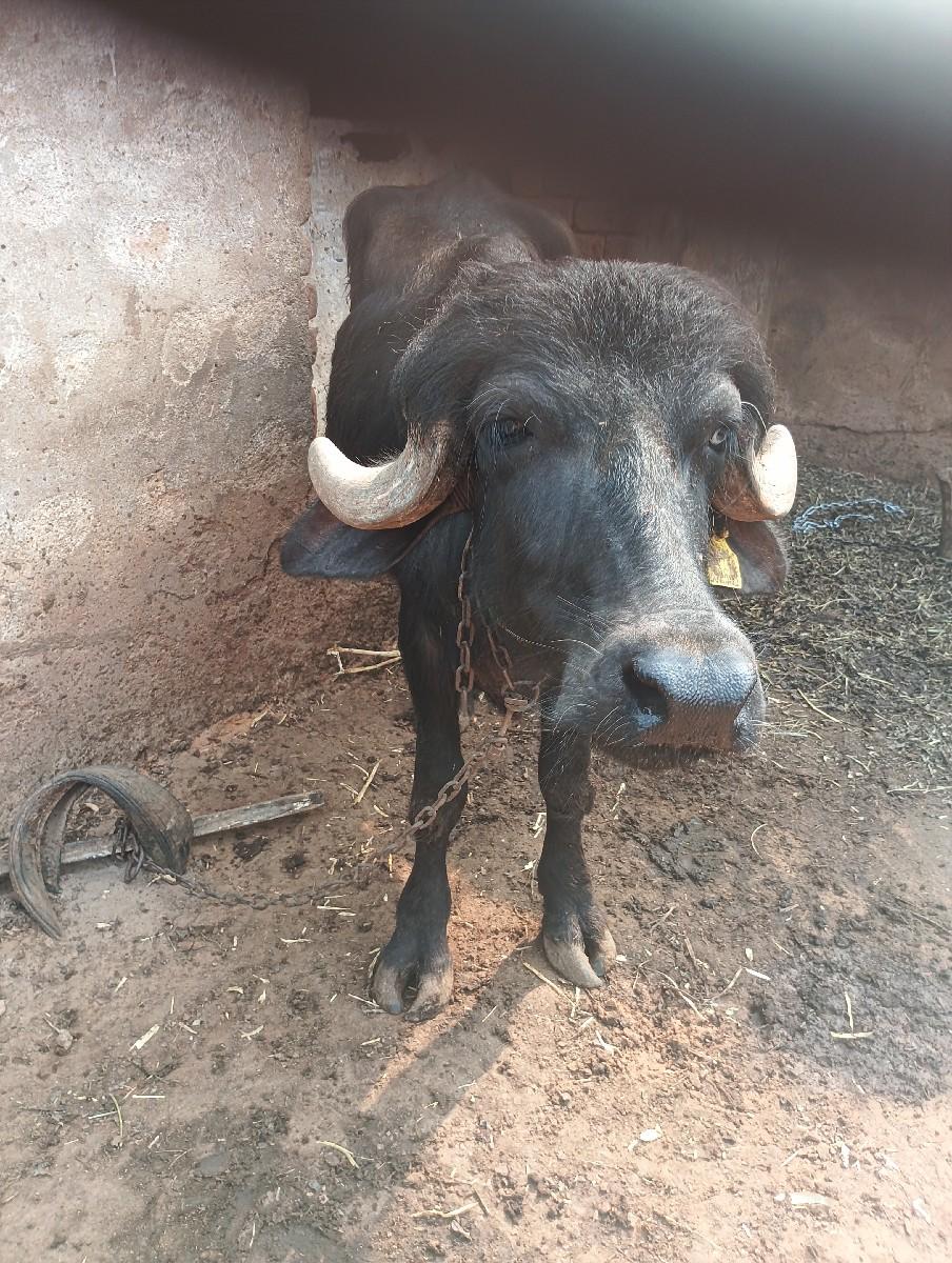 પાડી વેચવાનીસે