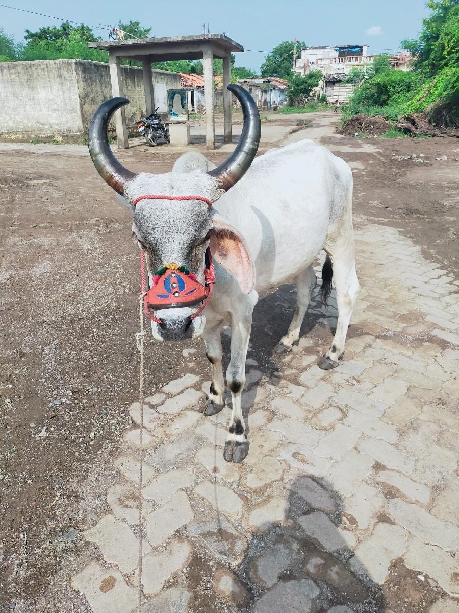 થંબનેલ 2